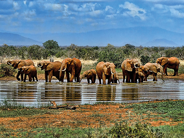 Elefanten in Südafrika